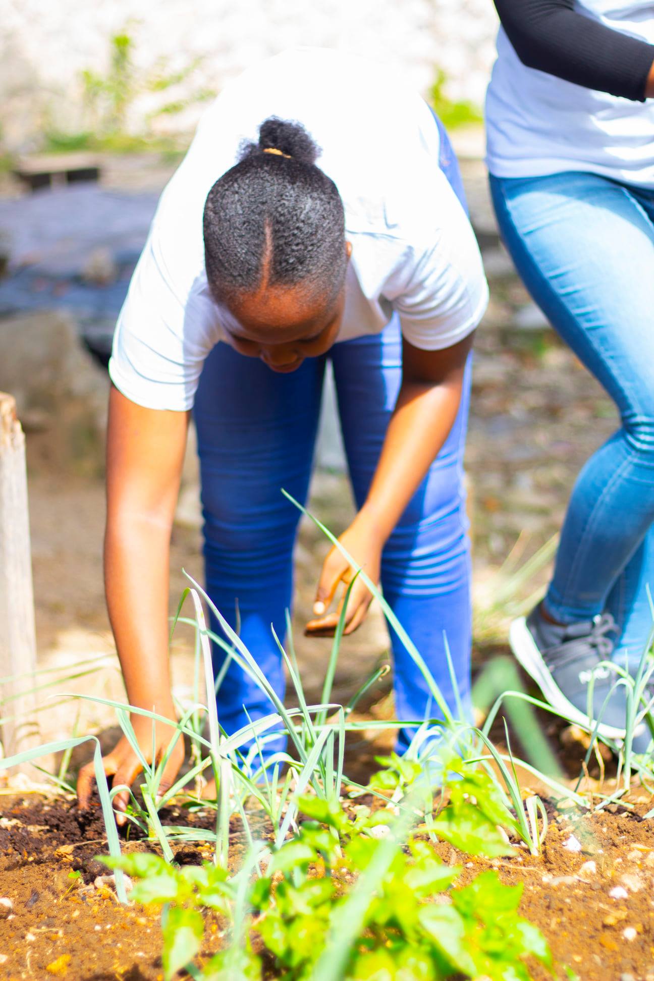 Planter - Reboiser - Durabilité - Les Valeurs de Vox Evolution